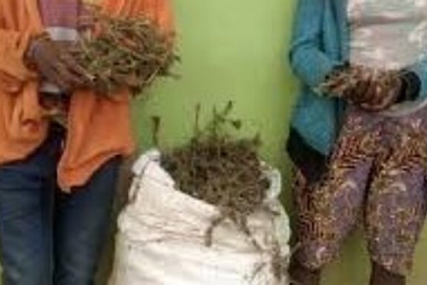 Kanyanga, Urumogi n'ibindi Biyobyabwenge bigira Ingaruka mbi ku hazaza hubyishoyemo, byirinde, unagire uruhare mu kubirwanya