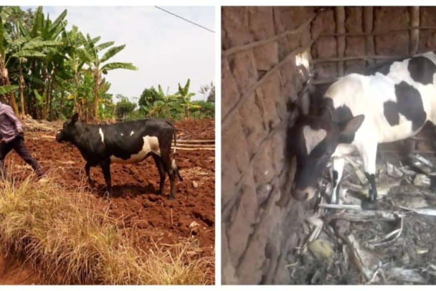 Rusizi: Inzego z’ubuyobozi bw’ibanze n’iz’umutekano, zafashe inka ebyiri zimaze igihe zaribwe, umugabo ashinja umusore we