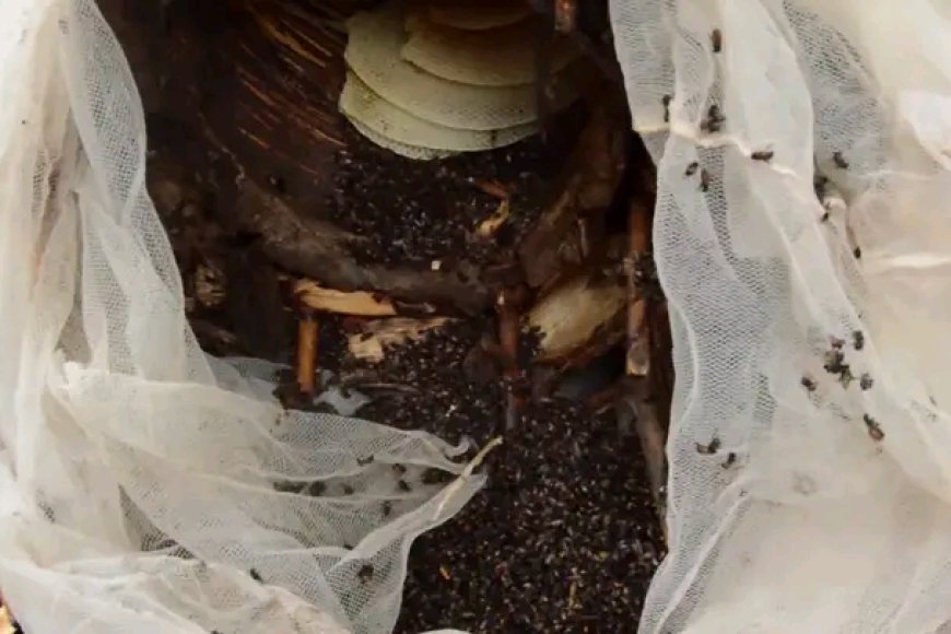 Inzuki zirashe zikomeretsa abantu 9, umwana w’imyaka 7 ahasiga ubuzima"