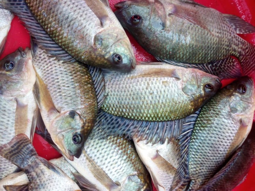 Abaturage ba Nyagatare bamenye agaciro k’inyama y’ifi ntibagihendwa n’iz’inka