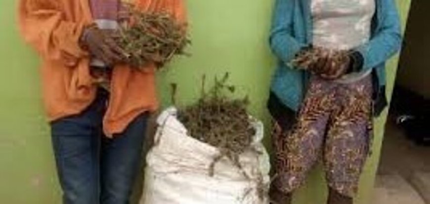 Kanyanga, Urumogi n'ibindi Biyobyabwenge bigira Ingaruka mbi ku hazaza hubyishoyemo, byirinde, unagire uruhare mu kubirwanya