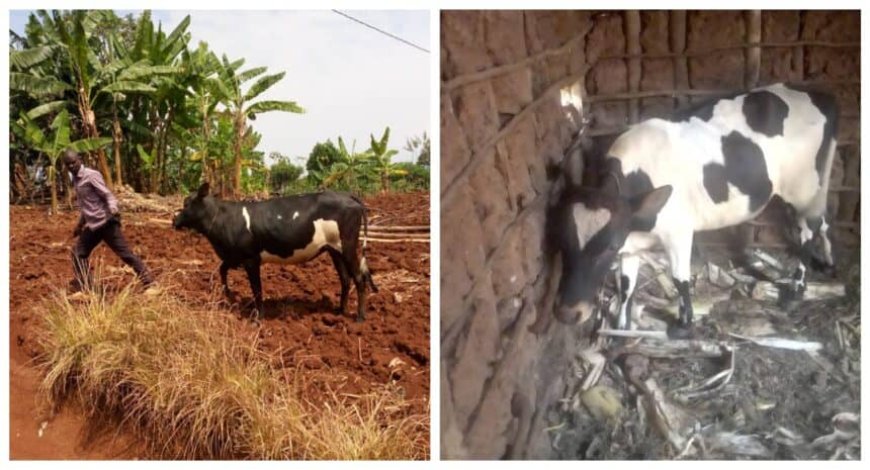 Rusizi: Inzego z’ubuyobozi bw’ibanze n’iz’umutekano, zafashe inka ebyiri zimaze igihe zaribwe, umugabo ashinja umusore we