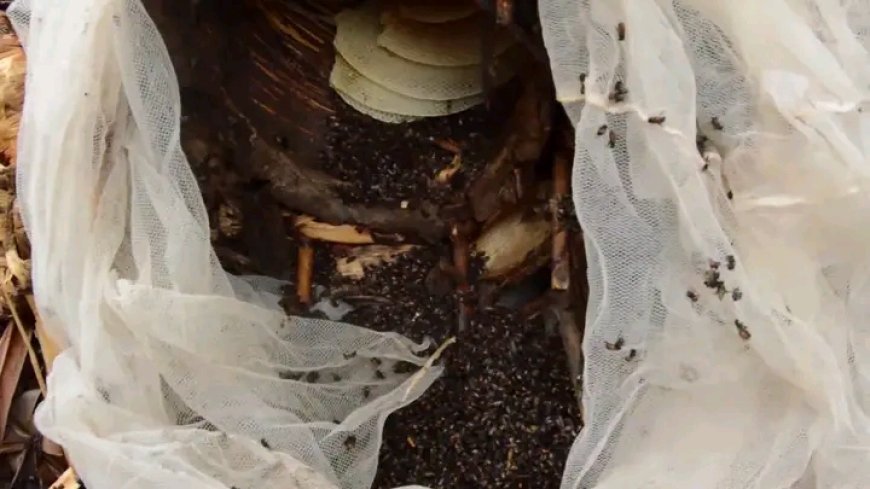 Inzuki zirashe zikomeretsa abantu 9, umwana w’imyaka 7 ahasiga ubuzima"