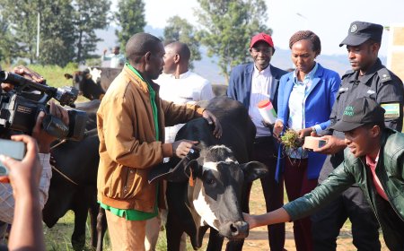 Gicumbi:Abimuwe mu manegeka borojwe inka mu rwego rwo kubafasha gukomeza kwiyubaka