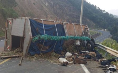 Karongi: Umuntu yapfuye, ihene 30 zihasiga ubuzima mu modoka yari igiye ku isoko