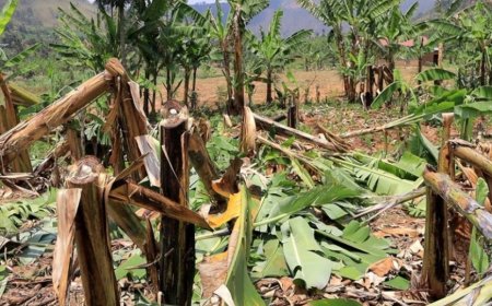 “Gatsibo: Bapfuye Amagambo mu Kabari, Undi Amusubiza Atsemba Insina 100”