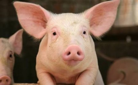 Kirehe: Abagizi ba nabi batemaguye ingurube y'umuturage