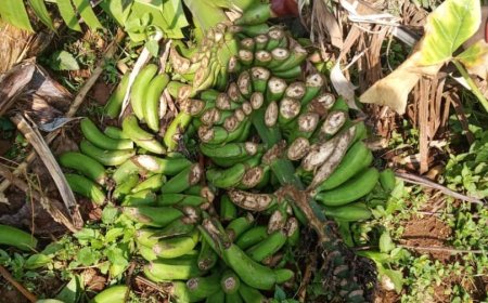 Karongi: Inzego z'umutekano ziri guhigisha uruhindu umukobwa w'imyaka 21 wiraye mu rutoki rwa se wabo akarutema rwose