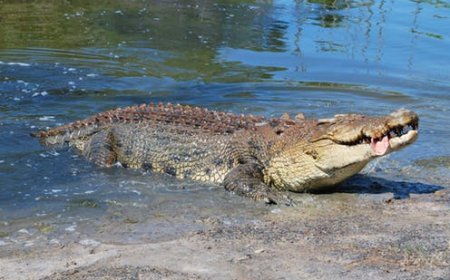 Kamonyi: Ingona yamize umuntu