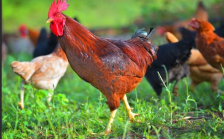 Rusizi: Umuturage yakomerekeje babiri bapfa inkoko yonnye