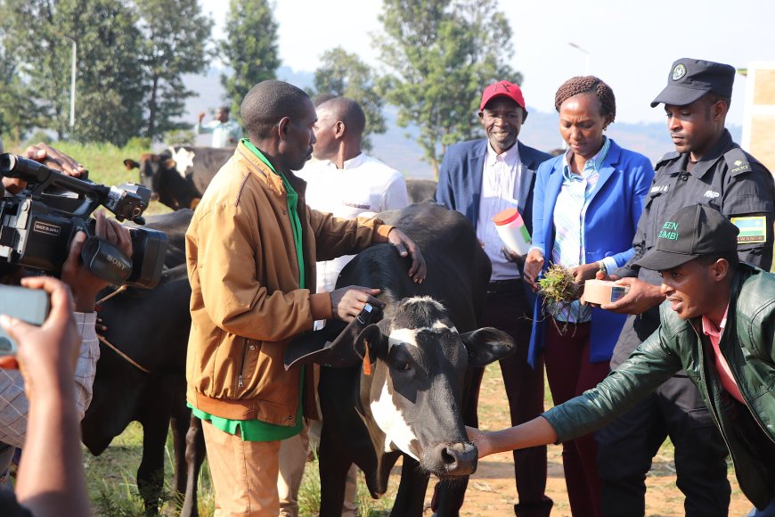 Gicumbi:Abimuwe mu manegeka borojwe inka mu rwego rwo kubafasha gukomeza kwiyubaka
