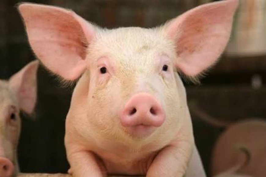 Kirehe: Abagizi ba nabi batemaguye ingurube y'umuturage