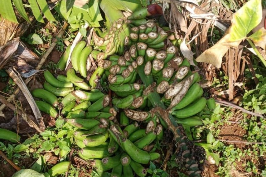 Karongi: Inzego z'umutekano ziri guhigisha uruhindu umukobwa w'imyaka 21 wiraye mu rutoki rwa se wabo akarutema rwose