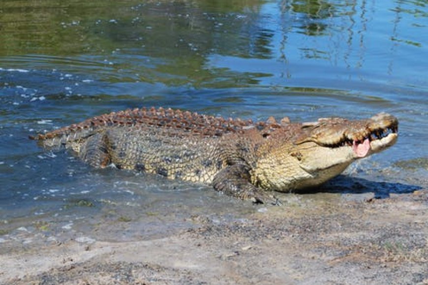 Kamonyi: Ingona yamize umuntu