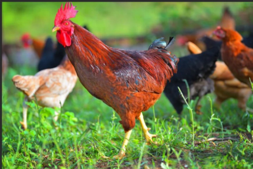 Rusizi: Umuturage yakomerekeje babiri bapfa inkoko yonnye