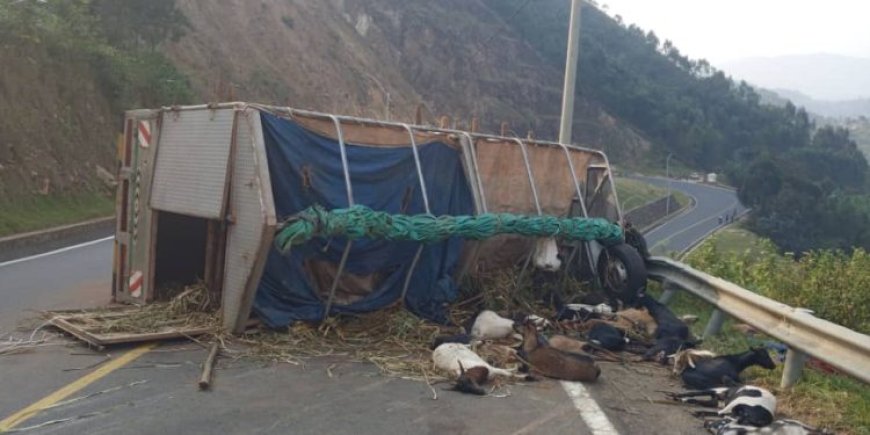 Karongi: Umuntu yapfuye, ihene 30 zihasiga ubuzima mu modoka yari igiye ku isoko