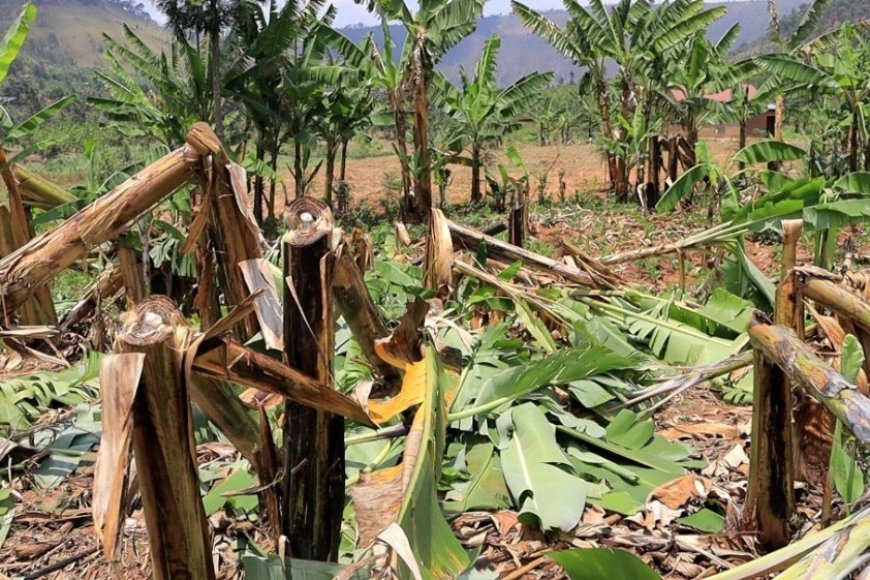 “Gatsibo: Bapfuye Amagambo mu Kabari, Undi Amusubiza Atsemba Insina 100”