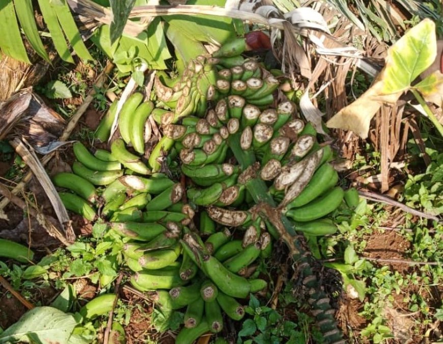 Karongi: Inzego z'umutekano ziri guhigisha uruhindu umukobwa w'imyaka 21 wiraye mu rutoki rwa se wabo akarutema rwose