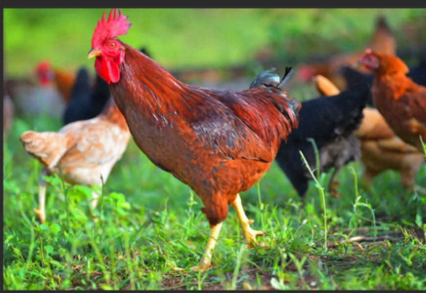 Rusizi: Umuturage yakomerekeje babiri bapfa inkoko yonnye