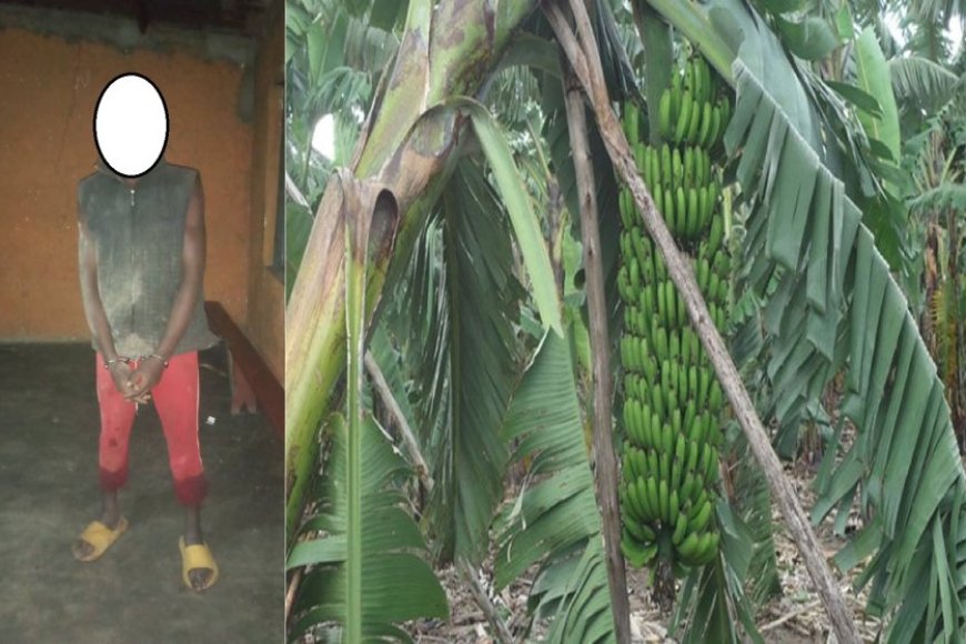 Rubavu: Umusore akurikiranyweho kwica umugore amukubise umutego w’igitoki