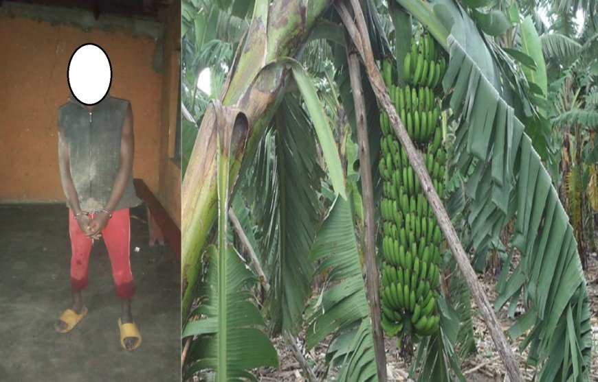 Rubavu: Umusore akurikiranyweho kwica umugore amukubise umutego w’igitoki