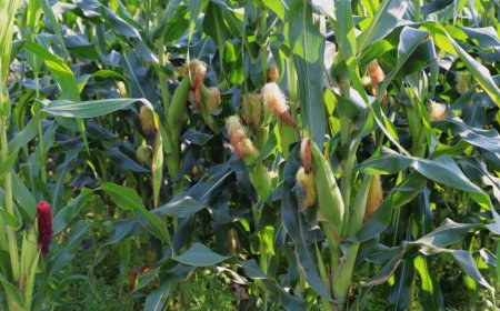 Nyamasheke: Biraye mu bigori bya Mudugudu barabirandura babikoramo umusaraba