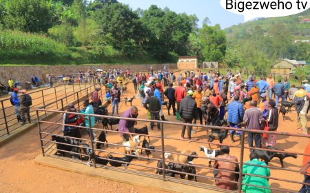 Rulindo: Isoko ry’amatungo magufi ryubatswe ryayazamuriye igiciro