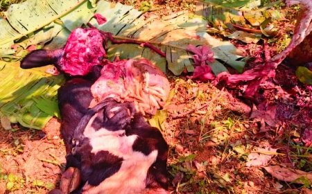 Rulindo: Abajura bataramenyekana bibye inka bayibagira mukinani