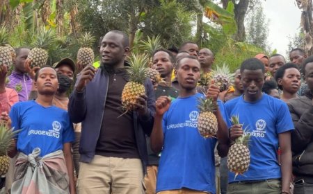 Gicumbi: Urubyiruko rwitabiriye ubuhinzi bw’inanasi zihanganira imihindagurikire y’ibihe