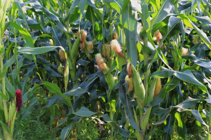 Nyamasheke: Biraye mu bigori bya Mudugudu barabirandura babikoramo umusaraba