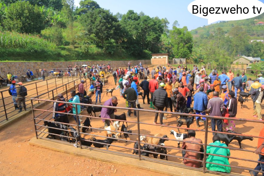 Rulindo: Isoko ry’amatungo magufi ryubatswe ryayazamuriye igiciro