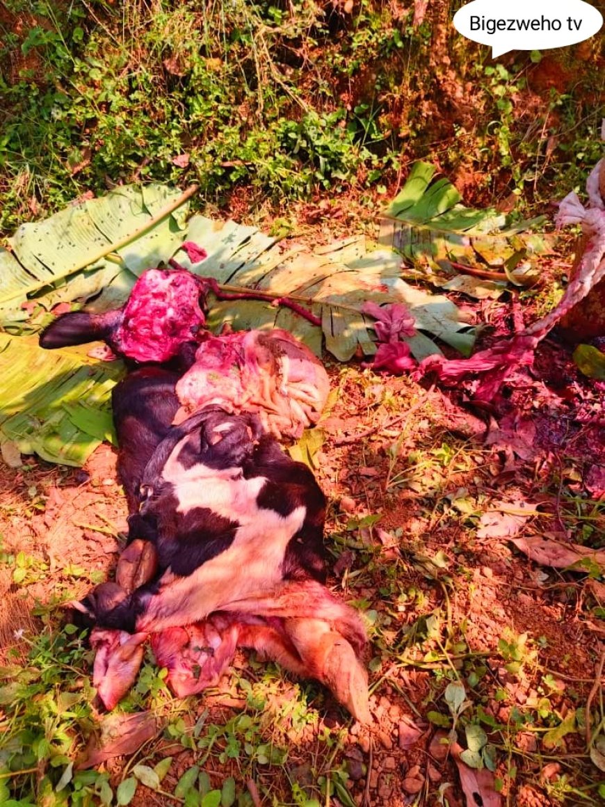 Rulindo: Abajura bataramenyekana bibye inka bayibagira mukinani