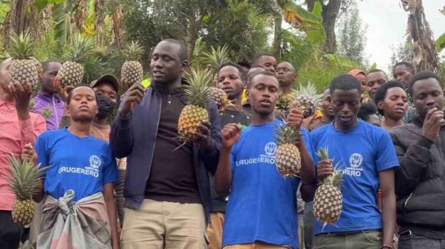 Gicumbi: Urubyiruko rwitabiriye ubuhinzi bw’inanasi zihanganira imihindagurikire y’ibihe