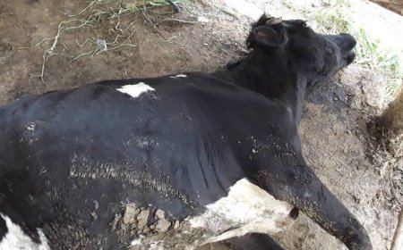 Rubavu: Abantu batatu bafunzwe bakekwaho gutema inka z’umuvandimwe wabo kubera amakimbirane