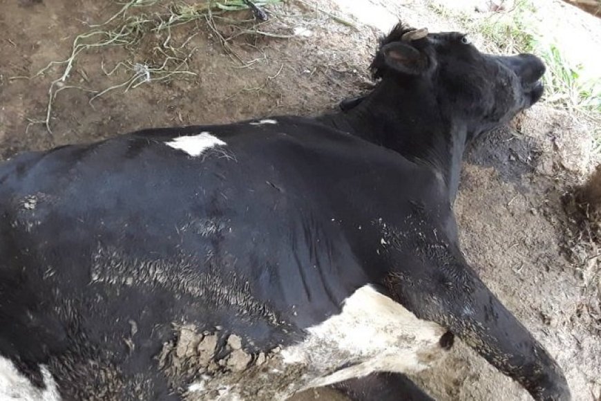 Rubavu: Abantu batatu bafunzwe bakekwaho gutema inka z’umuvandimwe wabo kubera amakimbirane