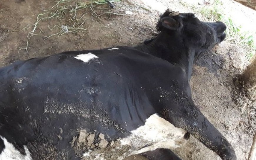 Rubavu: Abantu batatu bafunzwe bakekwaho gutema inka z’umuvandimwe wabo kubera amakimbirane