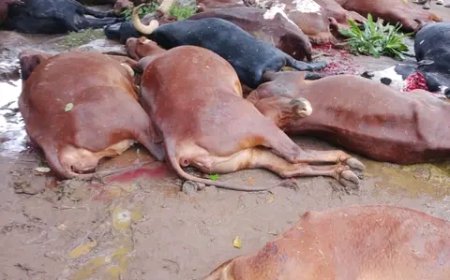 Kirehe: Umuturage wapfushije amatungo 33 icyarimwe yashumbushijwe inka 25