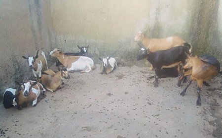 Kamonyi: Abagabo bane bafashwe bakekwaho kwiba ihene 12 bazihisha mu rugo rw’umwe muri bo