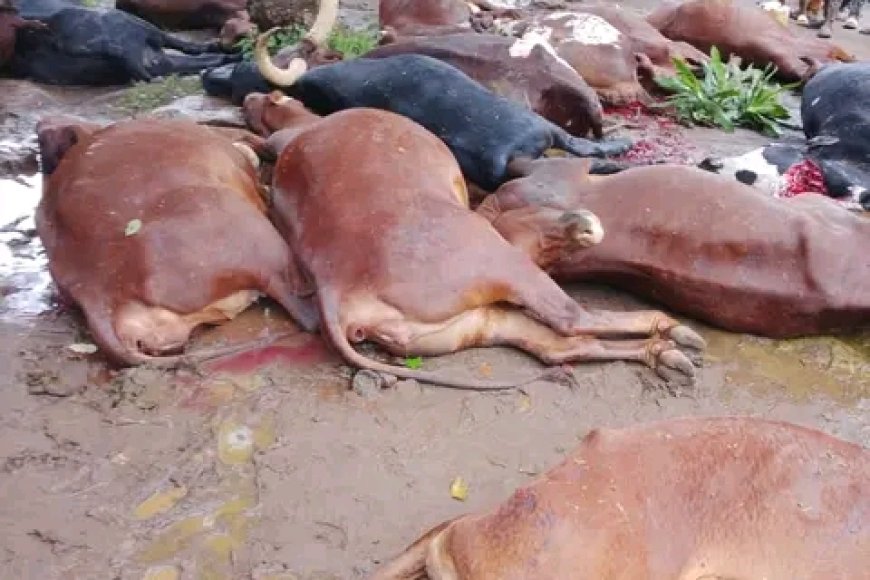 Kirehe: Umuturage wapfushije amatungo 33 icyarimwe yashumbushijwe inka 25