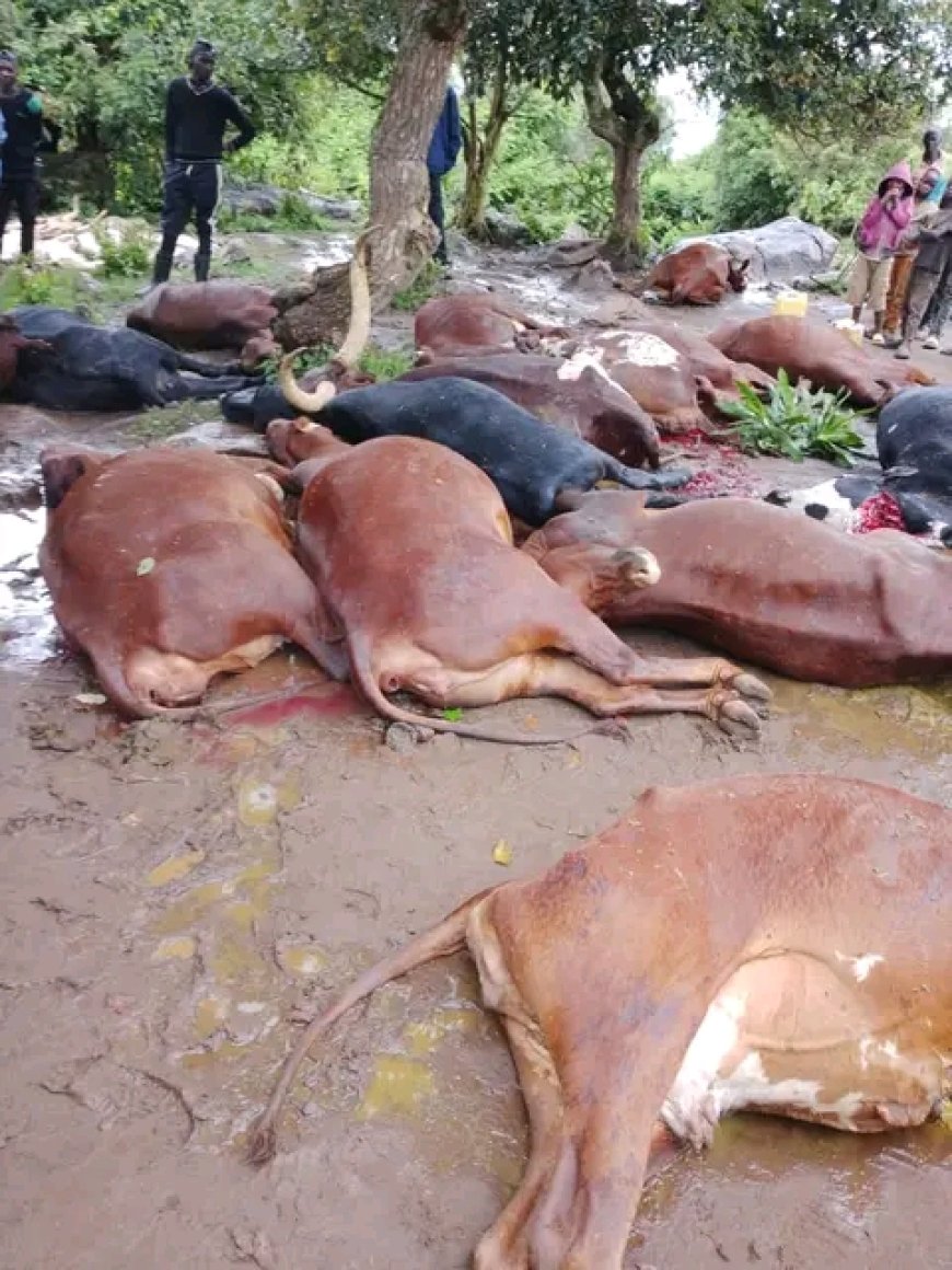 Kirehe: Umuturage wapfushije amatungo 33 icyarimwe yashumbushijwe inka 25
