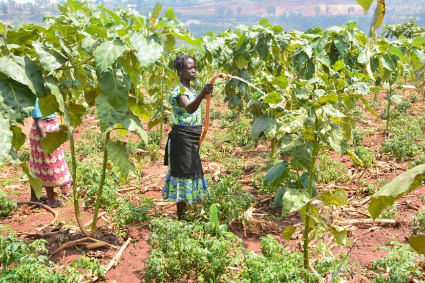 Ibikibangamira urubyiruko rwikorera rwo mu cyaro mu kwagura imishinga yarwo